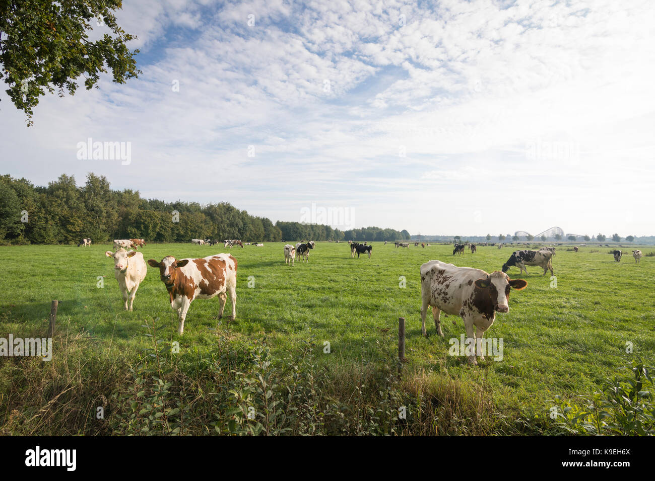 Niederländische Kühe auf einer Wiese, Niederlande Stockfoto