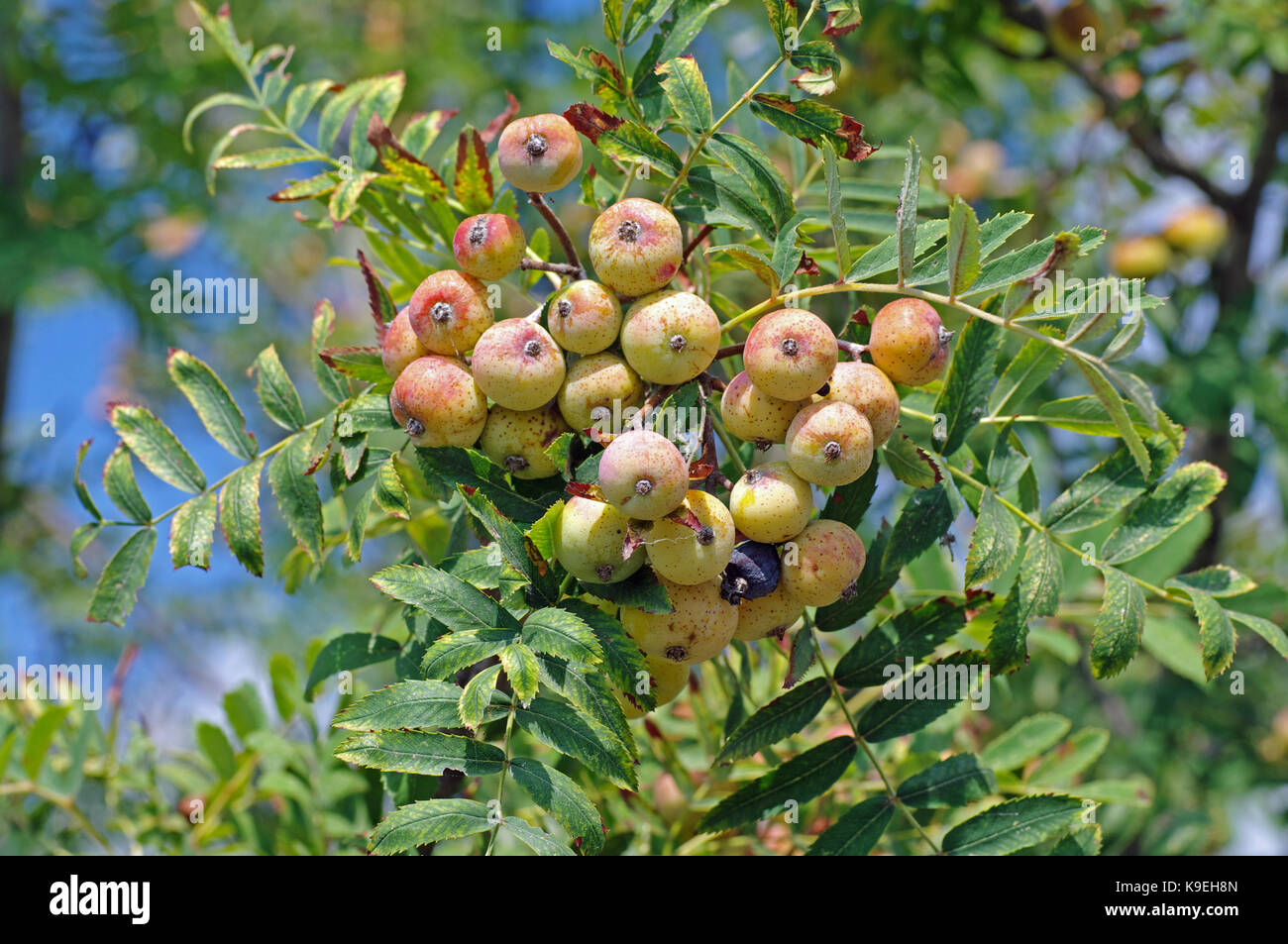 Früchte der Sorbus domestica, der Service - Baum, aus der Familie der Rosaceae Stockfoto