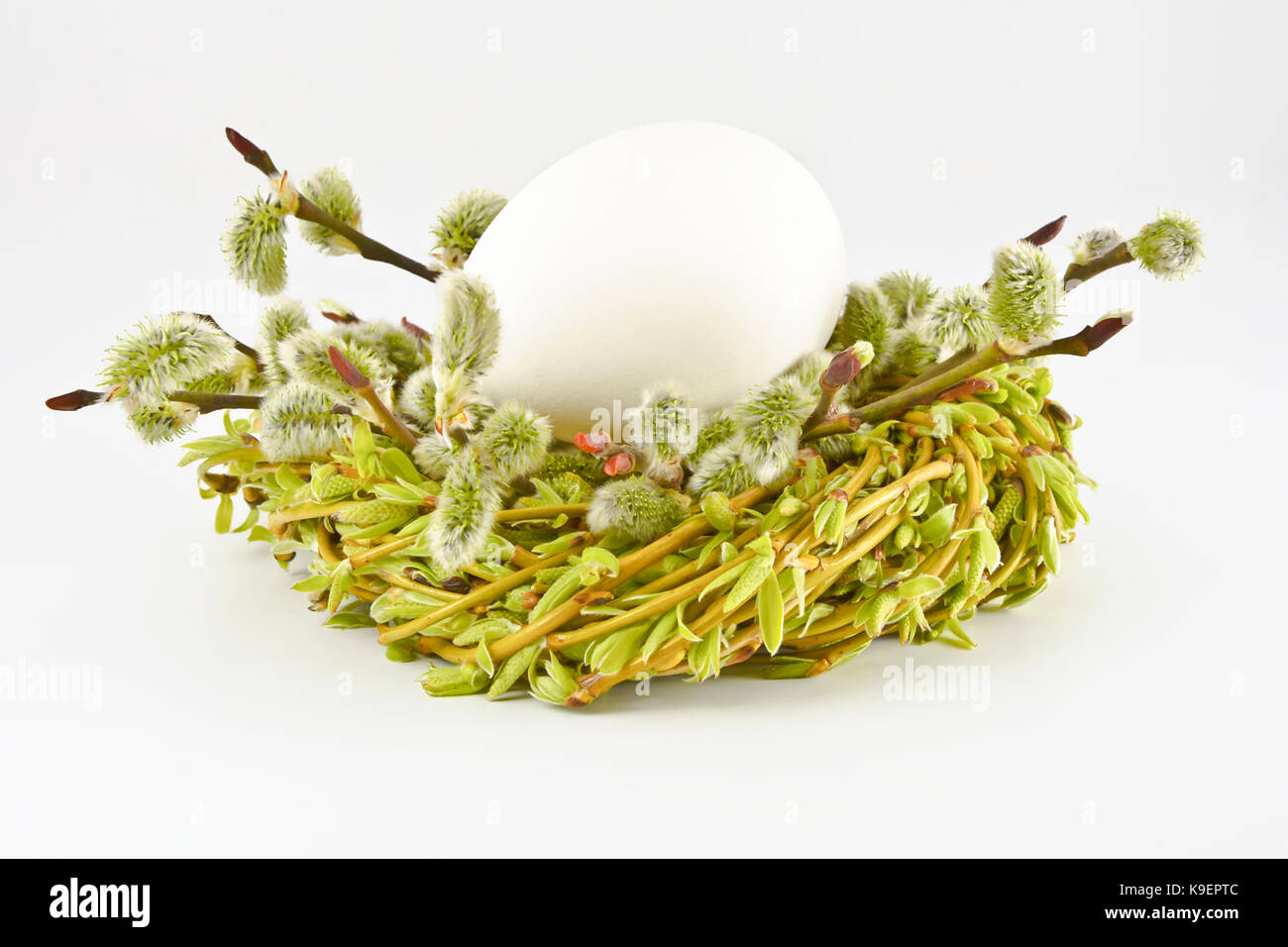 Eier in ein Nest mit Zweigen und Willow Kätzchen auf einem weißen Hintergrund. Ostern. Stockfoto