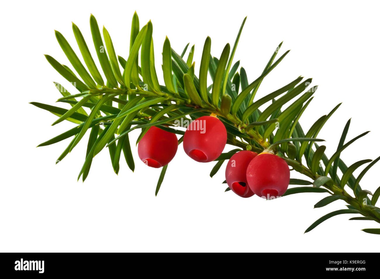 Twig Eibe mit roten Früchten in der Nähe nach oben auf weißem Hintergrund. Stockfoto