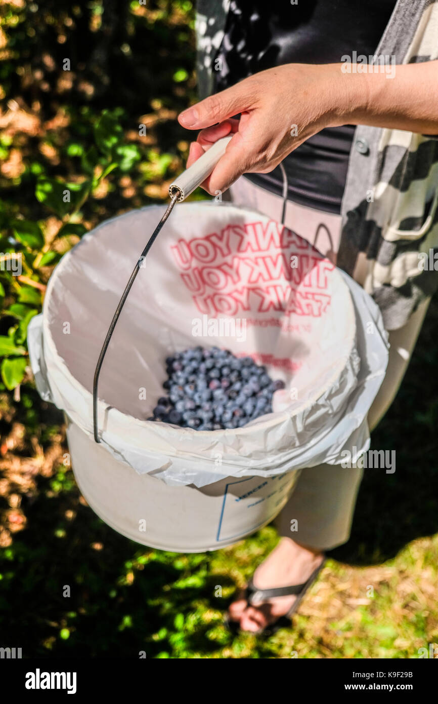 Eine weibliche Hand mit einem Eimer mit Heidelbeeren zu einem U abgeholt Blueberry farm Pick Stockfoto