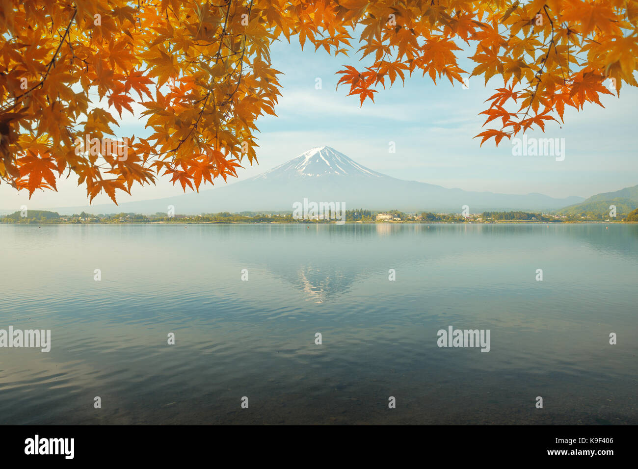Herbst-Saison und Berg Fuji morgens mit roten Blätter Ahorn an Kawaguchi-See in Japan. Herbstsaison in Japan. Stockfoto