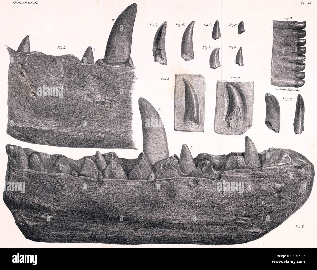 Megalosaurus dentary Stockfoto
