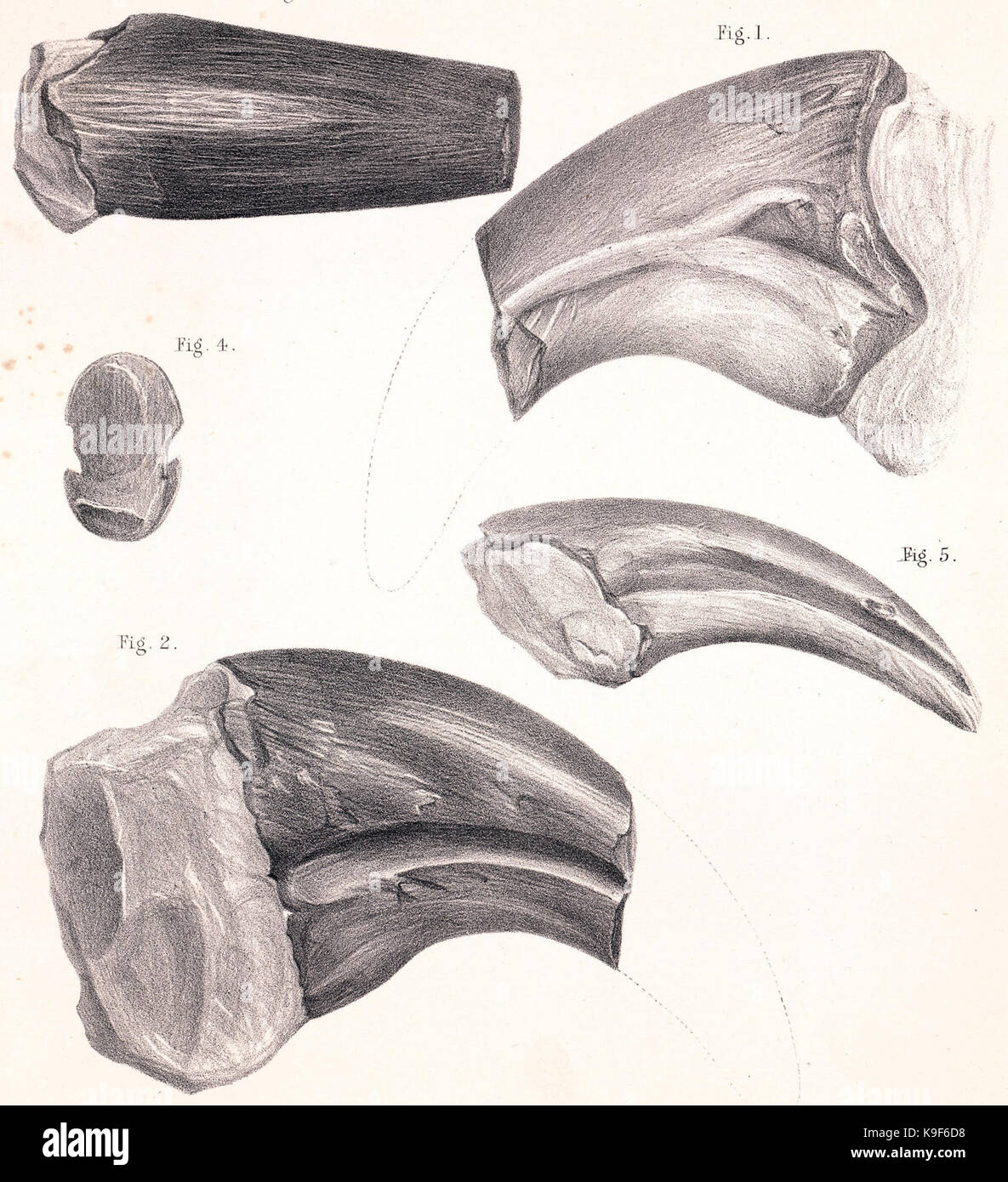 Megalosaurus unguals Stockfoto