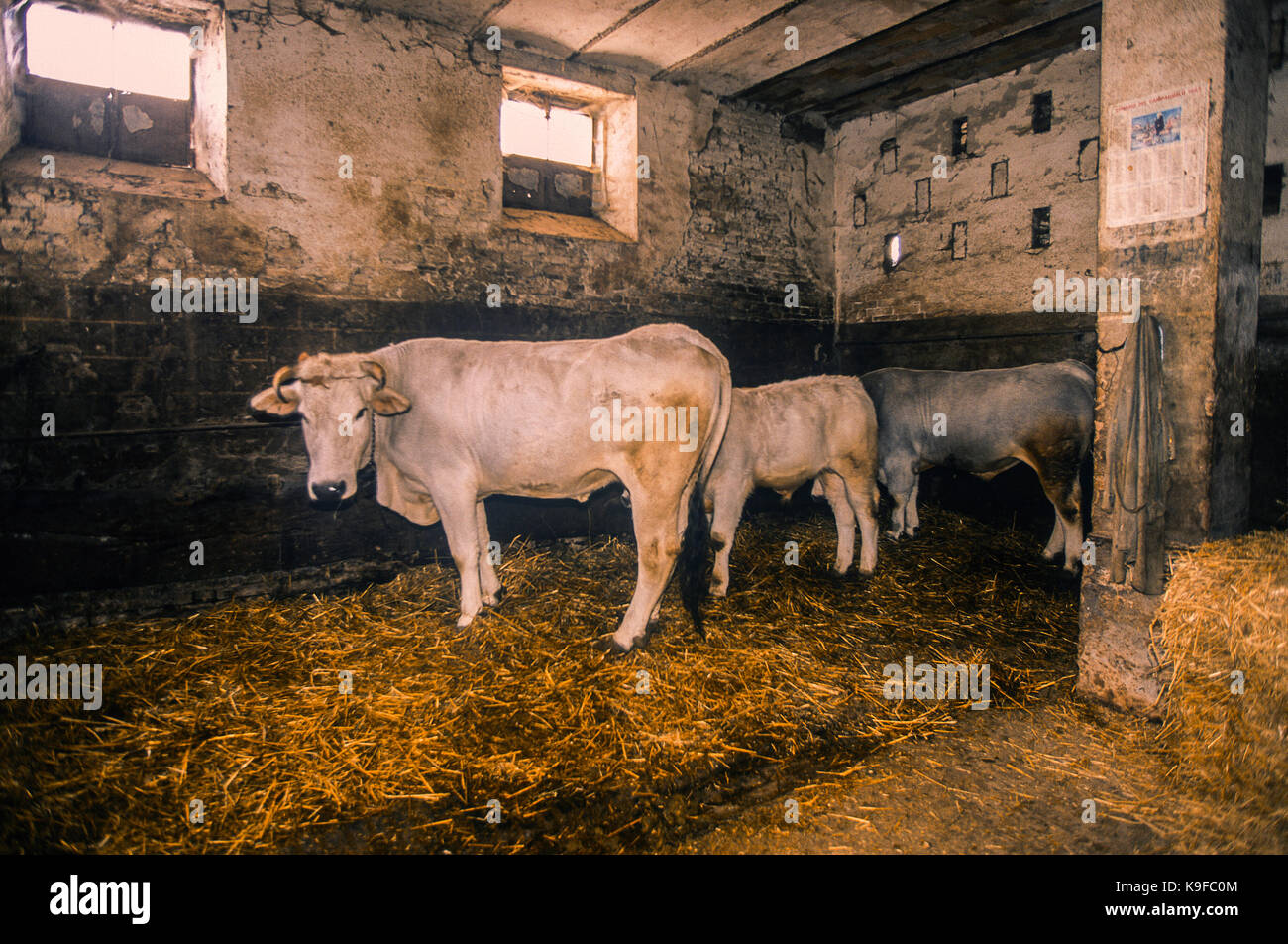Italien Marken Colonic House - Kühe im Stall Stockfoto