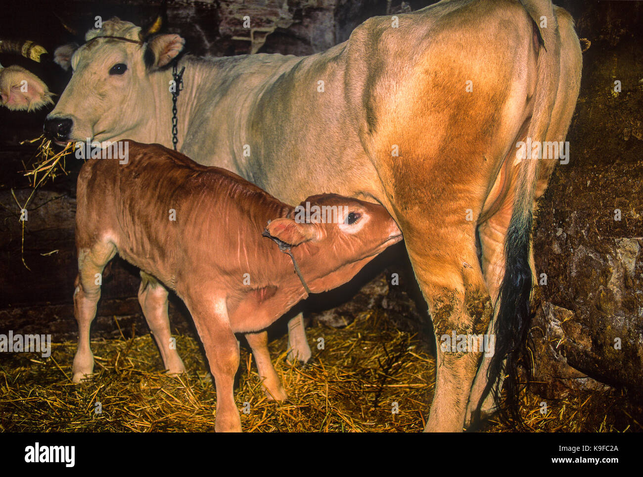 Italien Marken Colonic House - Kühe im Stall Stockfoto