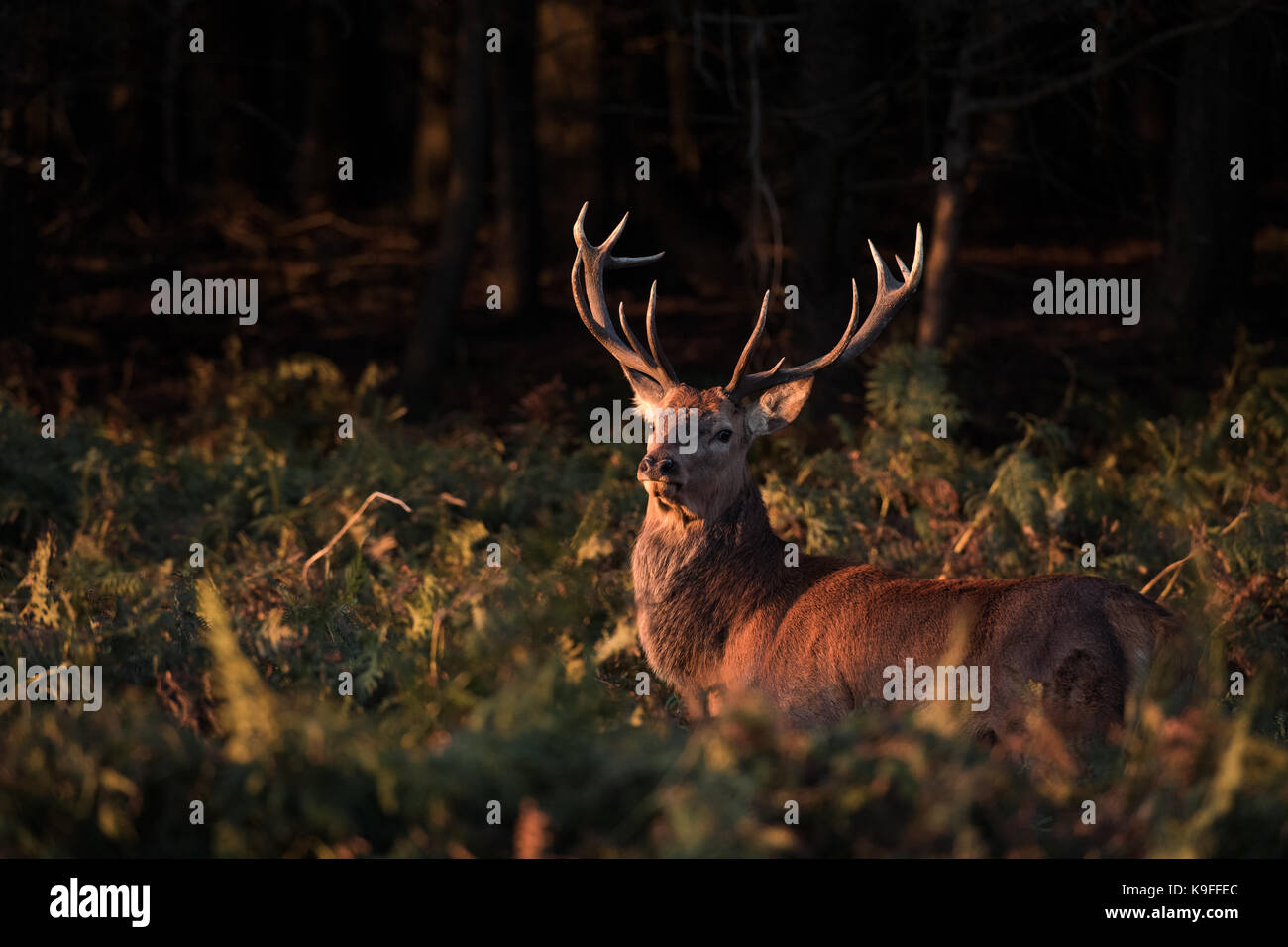 Red Deer Stag atsSunset mit Farnen und Pinien Stockfoto