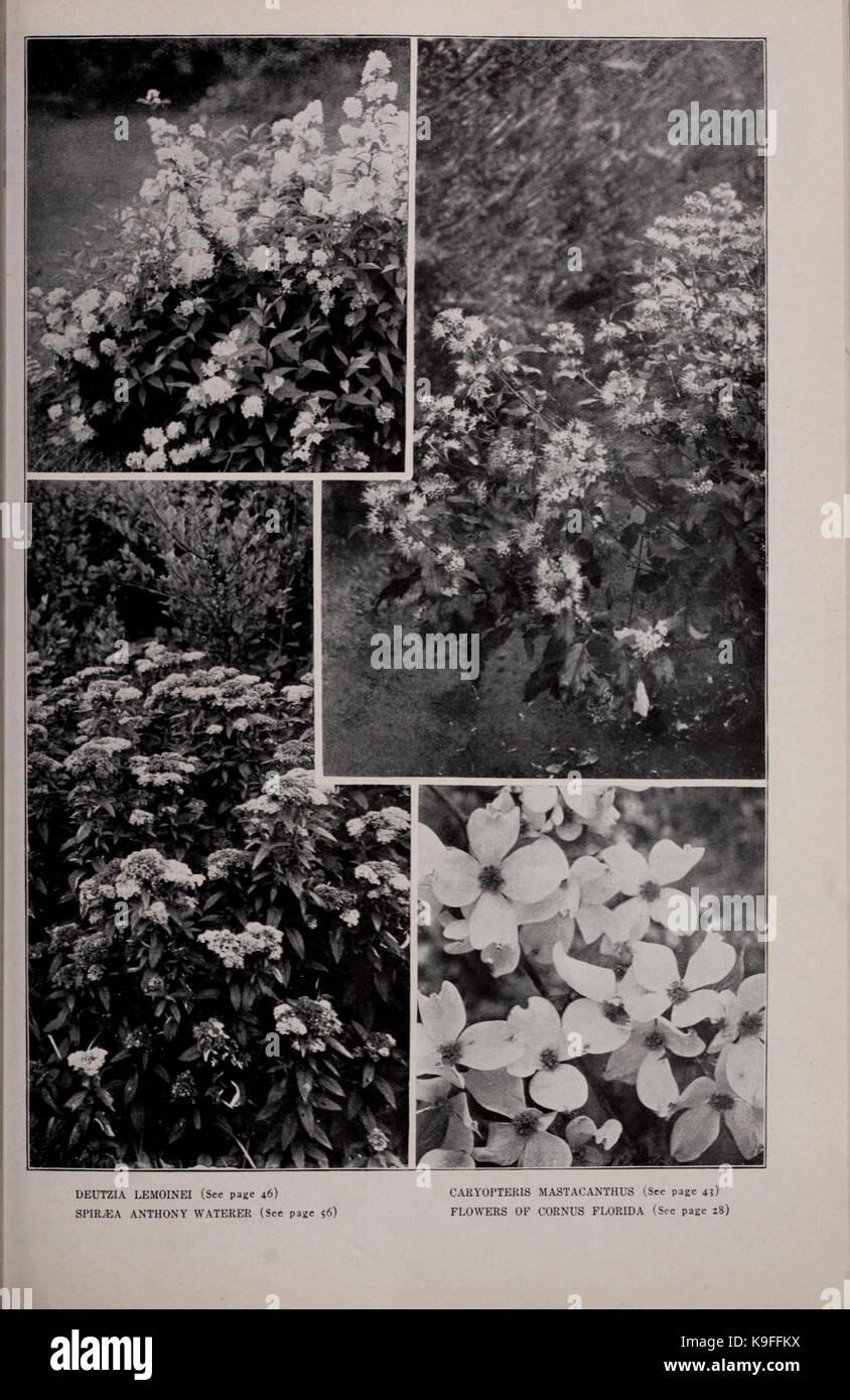 Moon's hardy Bäume und Pflanzen für jeden Ort und Zweck (16765468762) Stockfoto