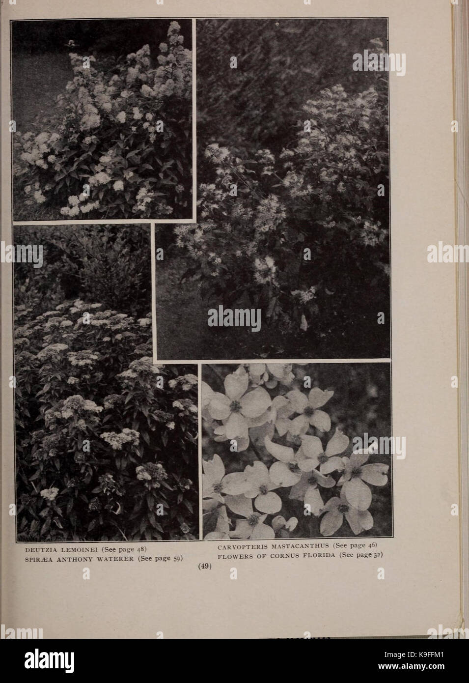 Moon's hardy Bäume und Pflanzen für jeden Ort und Zweck (16580383229) Stockfoto