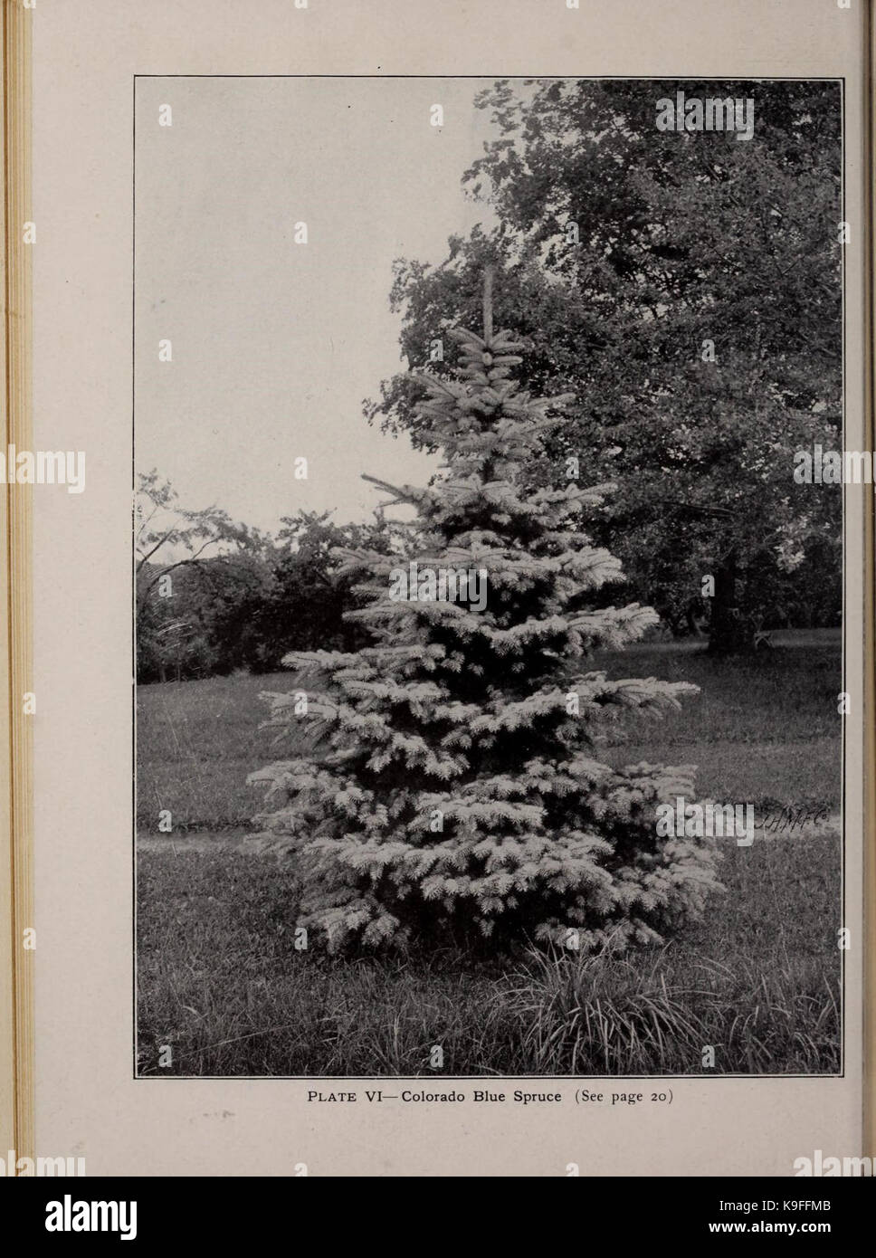 Moon's hardy Bäume und Pflanzen für jeden Ort und Zweck (16579096890) Stockfoto