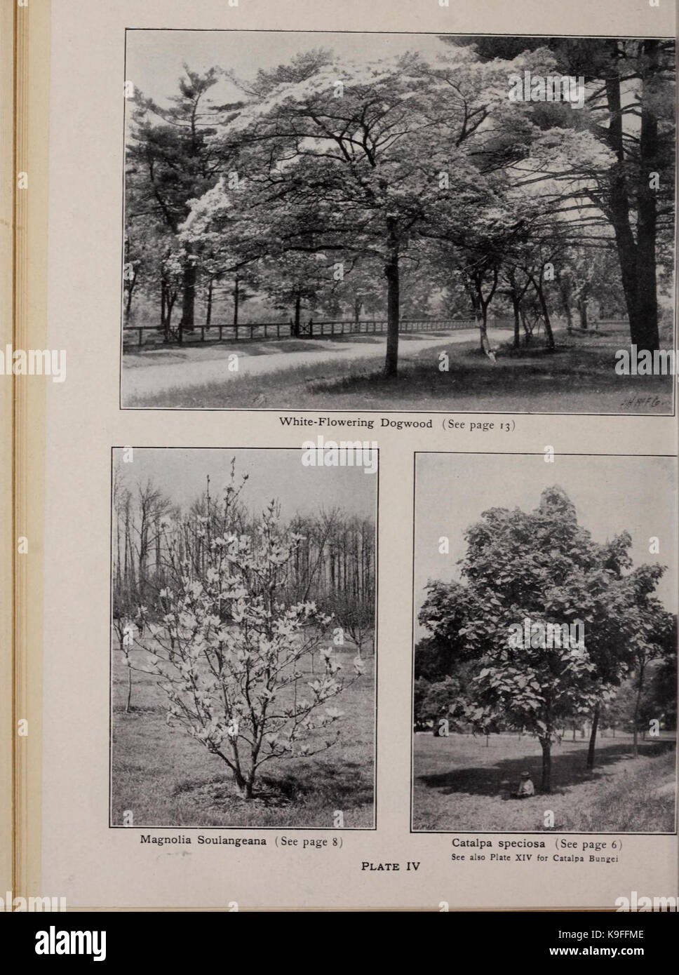 Moon's hardy Bäume und Pflanzen für jeden Ort und Zweck (16559219487) Stockfoto