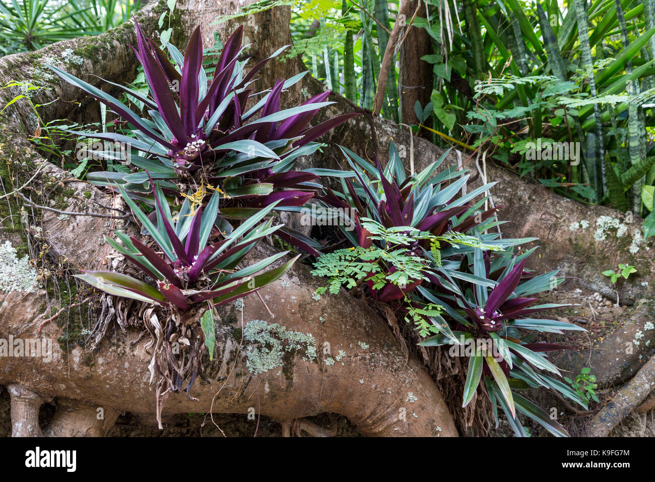 St. Lucia. Rhoeo Spathacea (Oyster Pflanze; Mose-in-der-Docking-station). Stockfoto