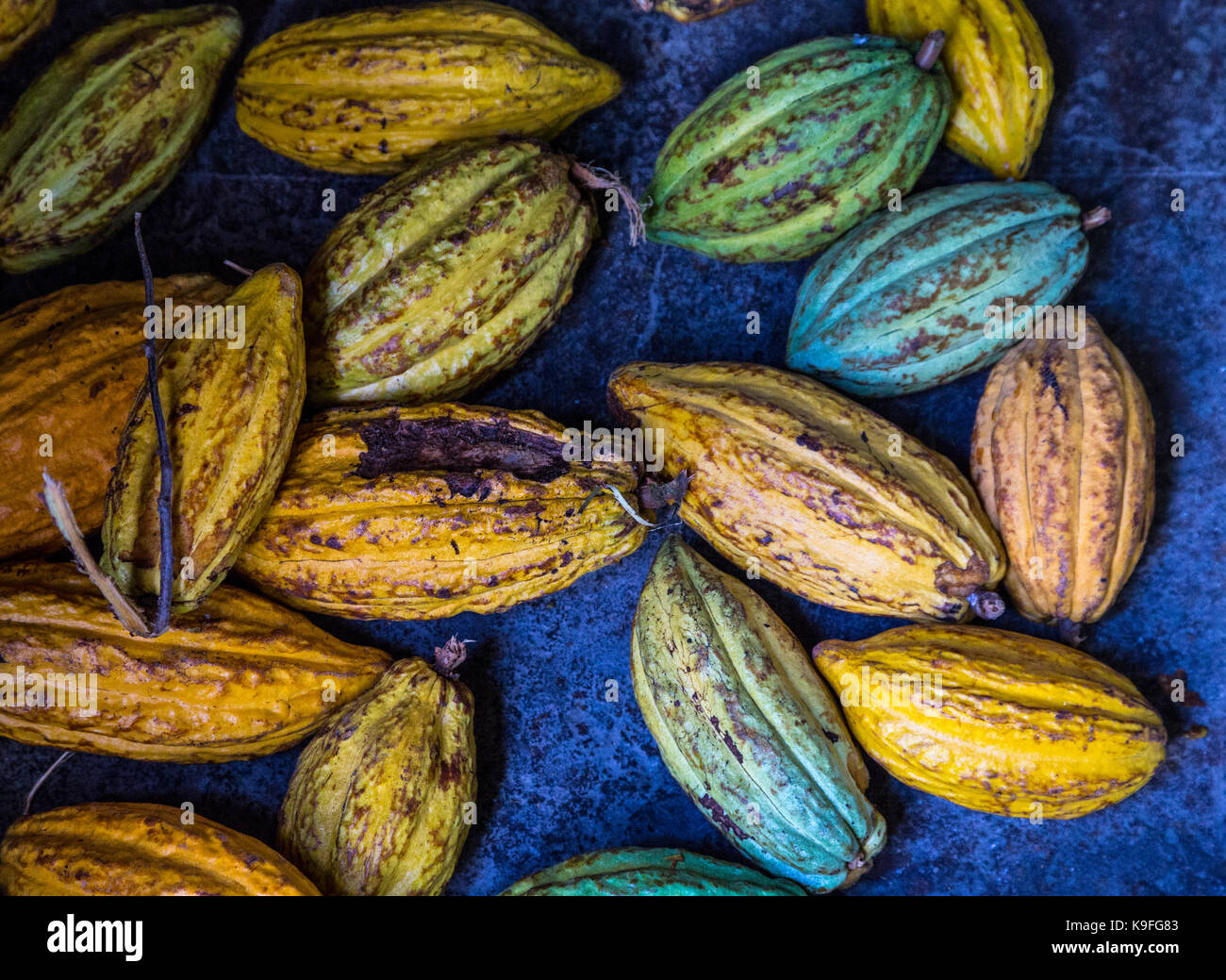St. Lucia. Kakao Pads auf der Morne Coubaril Plantage. Stockfoto