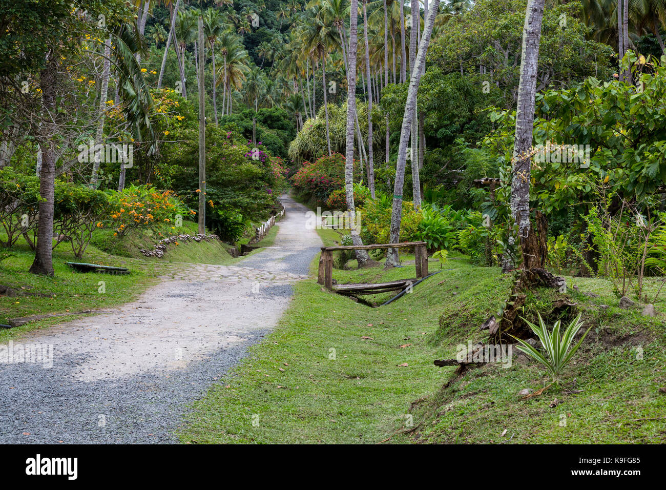 St. Lucia. Tropischer Garten auf der Morne Coubaril Plantage. Stockfoto
