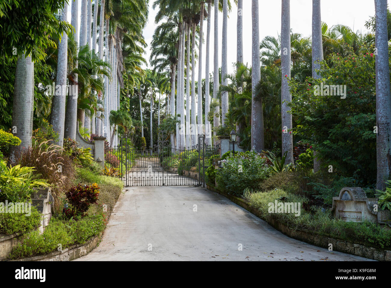 Barbados. Palmen Line Eingang auf die starke Hoffnung, eine Suchttherapie Center, einer ehemaligen Zuckerplantage. Für die redaktionelle Verwendung. Stockfoto