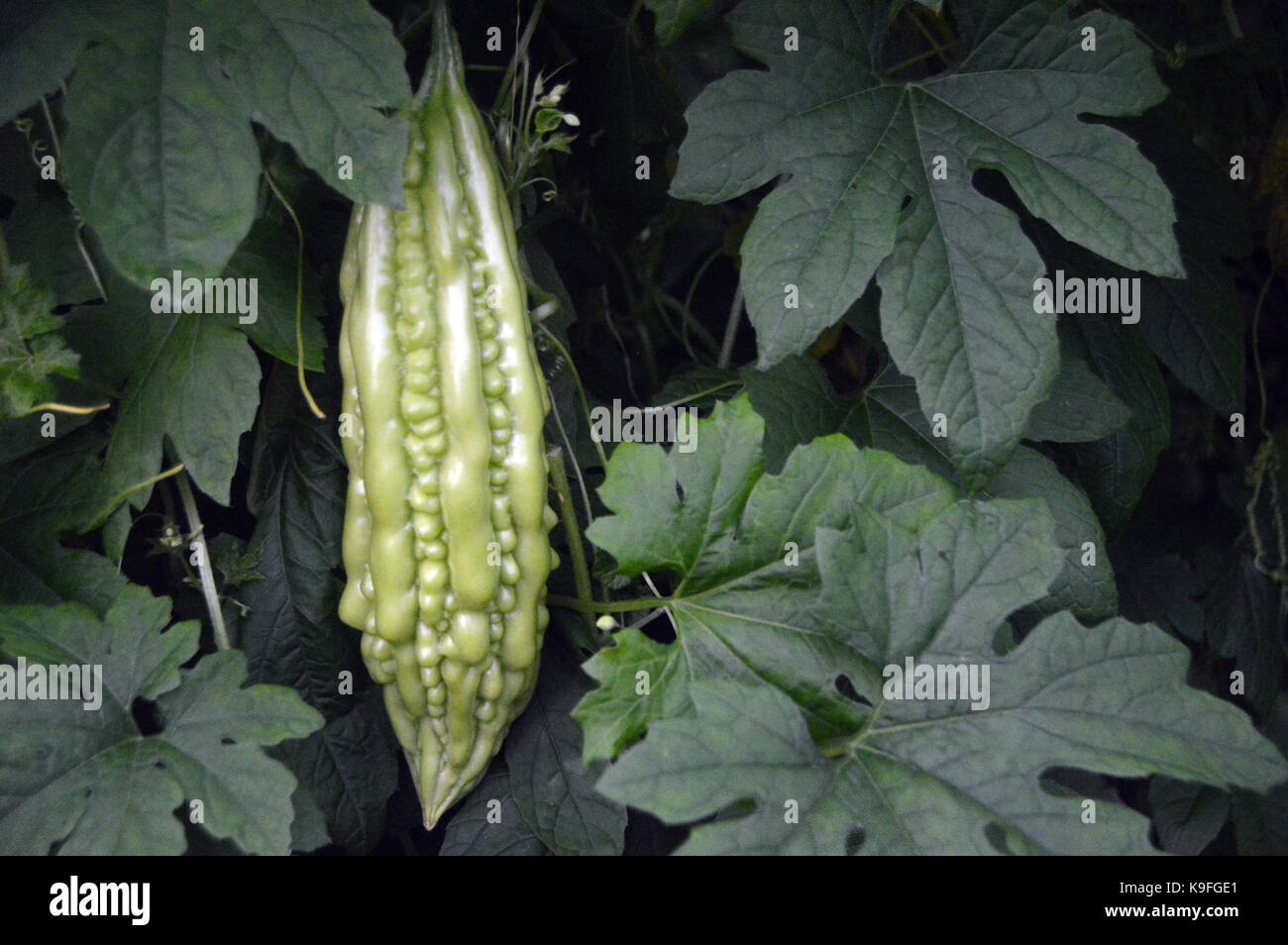 Momordica charantia (bitteren Kürbis) im Gemüsegarten im Eden Project, Cornwall, England, Großbritannien wächst. Stockfoto
