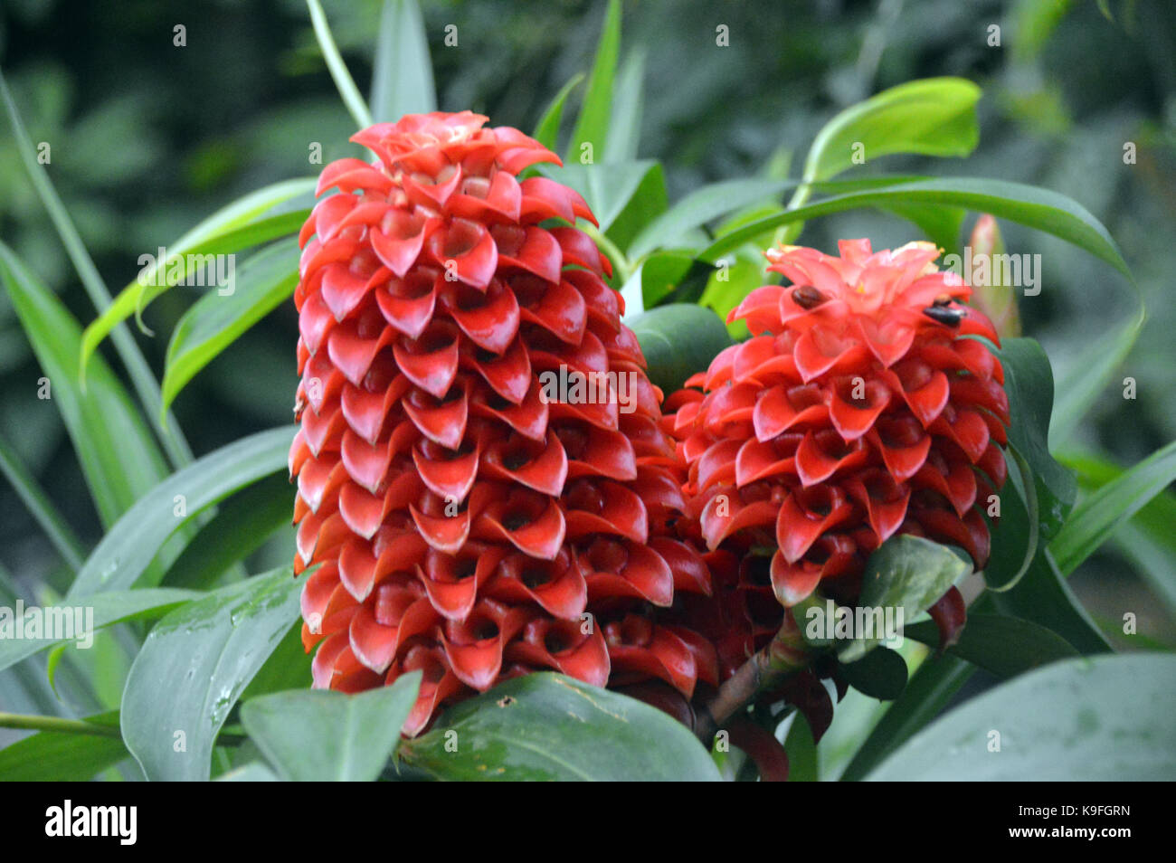 Tapeinochilos ananassae blume -Fotos und -Bildmaterial in hoher ... Tapeinochilos ananassae blume -Fotos und -Bildmaterial in hoher ...
