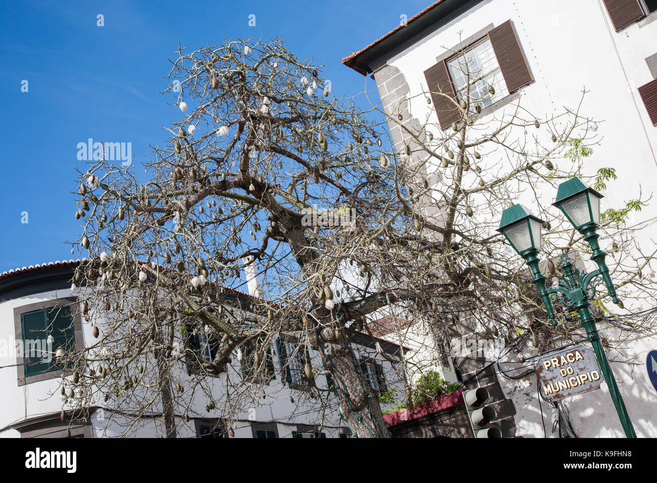 Kapok tree Vor dem Palacio de Justica Stockfoto