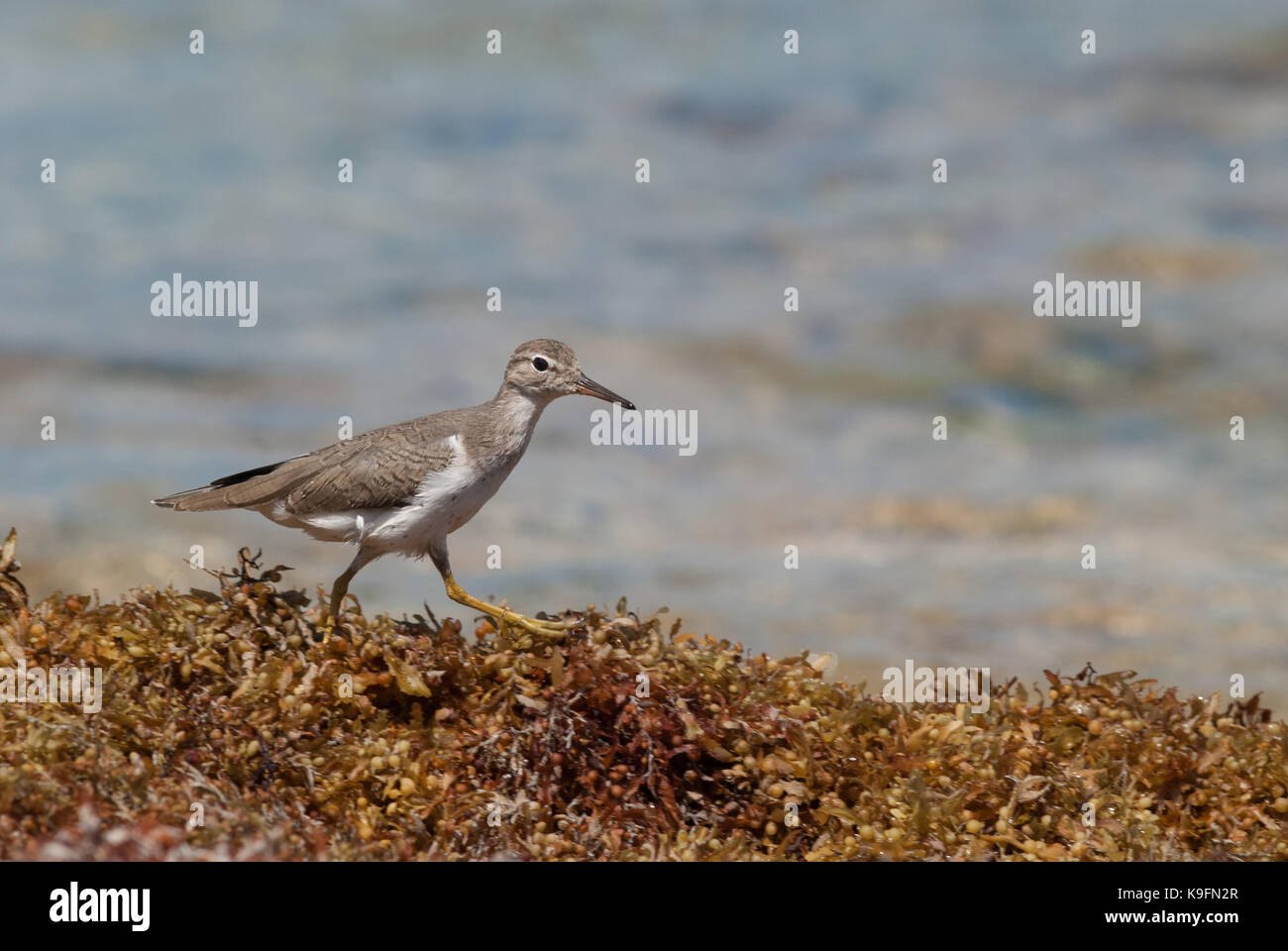 Sandpiper Grünfutter auf Angeschwemmte sargassum Unkraut an einem karibischen Strand. Stockfoto