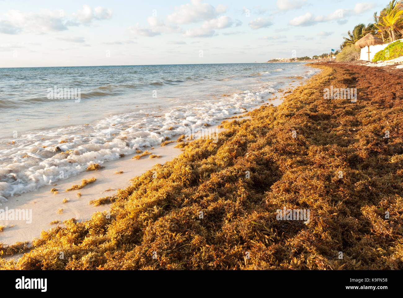 Bis Sargassum gewaschen Algen deckt einen karibischen Strand in der Nähe von Cancun, Mexiko. Stockfoto