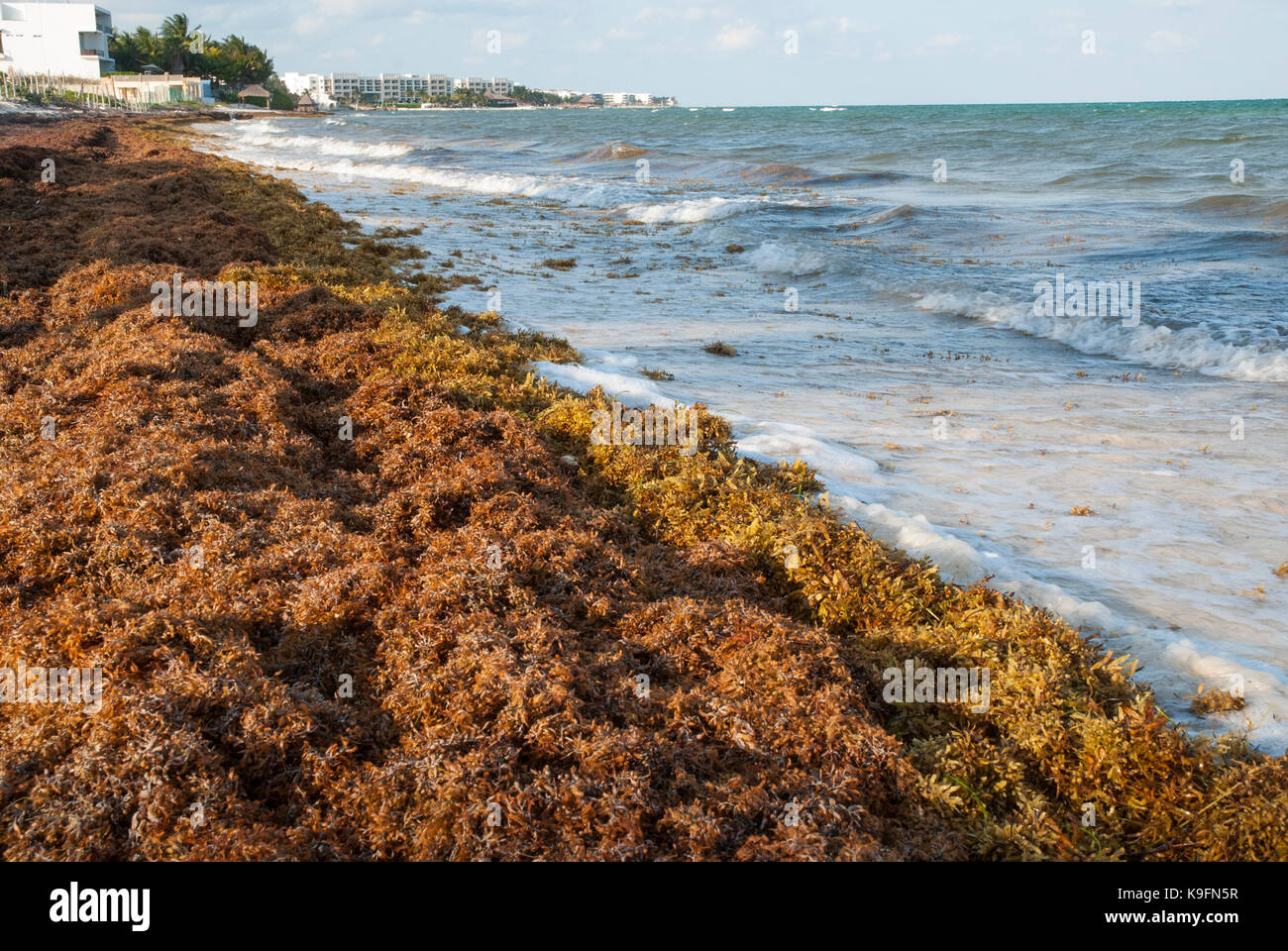 Bis Sargassum gewaschen Algen deckt einen karibischen Strand in der Nähe von Cancun, Mexiko. Stockfoto