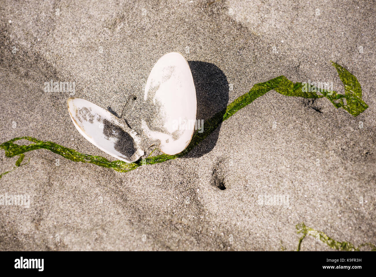 Im Sand gelegen, dieses zarte Schale gleicht einem ruhenden Schmetterling. Whidbey Island, Washington State. Stockfoto