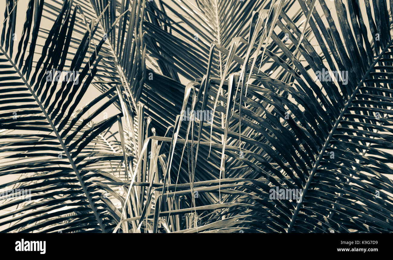 Die Palm Blätter und der Struktur unter dem Licht der Sonne während des Tages Zeit. Die Insel Bali, Indonesien Stockfoto