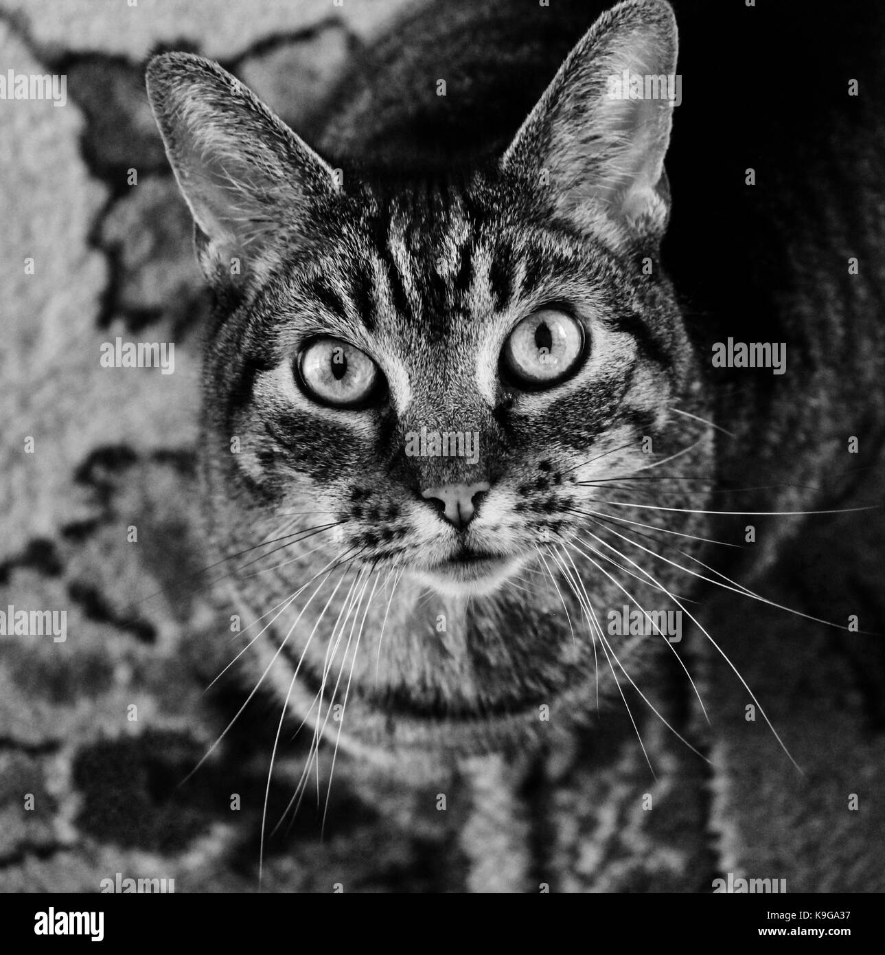 Schwarze und weiße Katze mit großen grünen Augen. Stockfoto