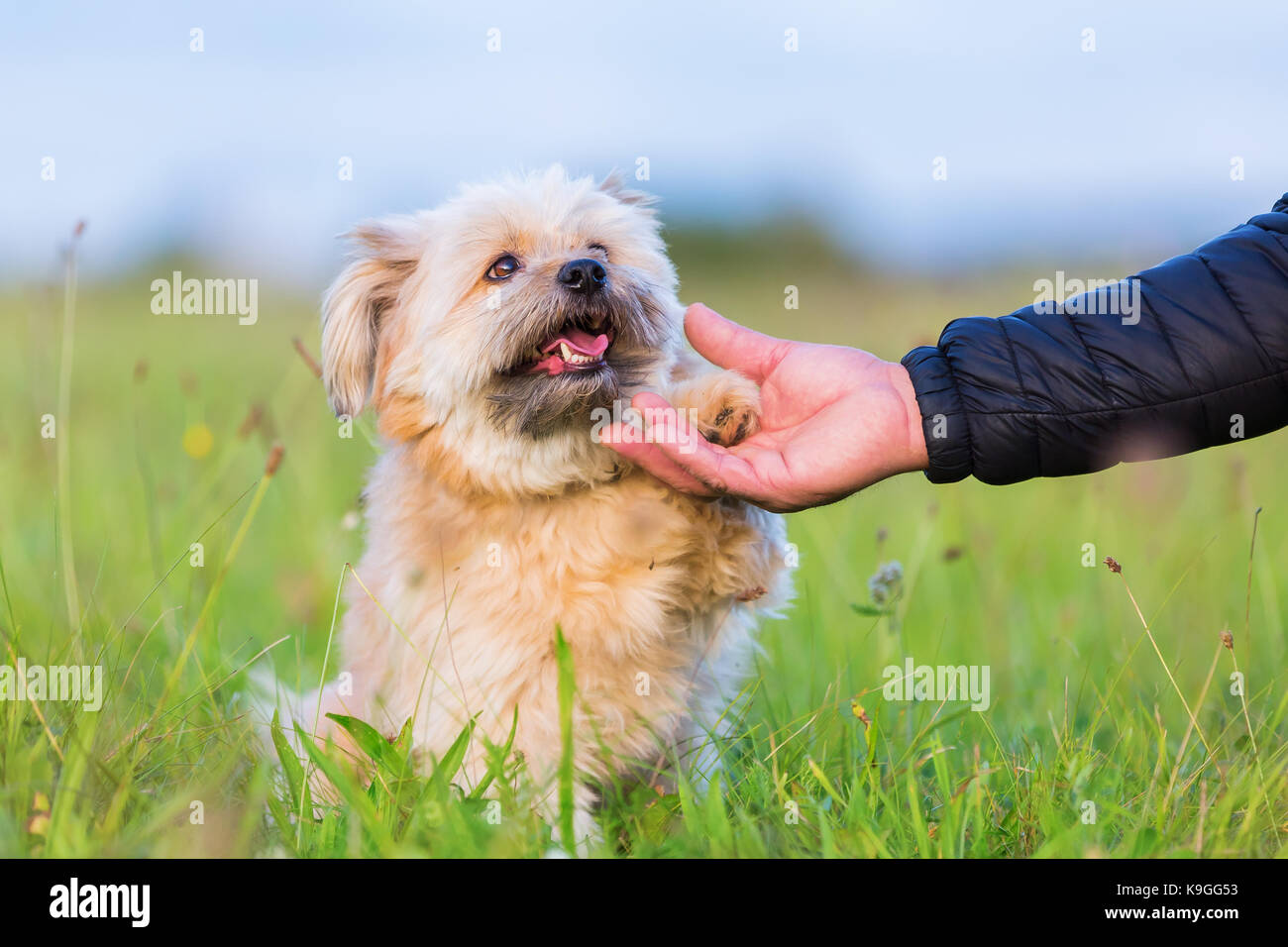 Cute Havaneser hybrid Hund gibt die Hand eines Mannes der Pfote Stockfoto