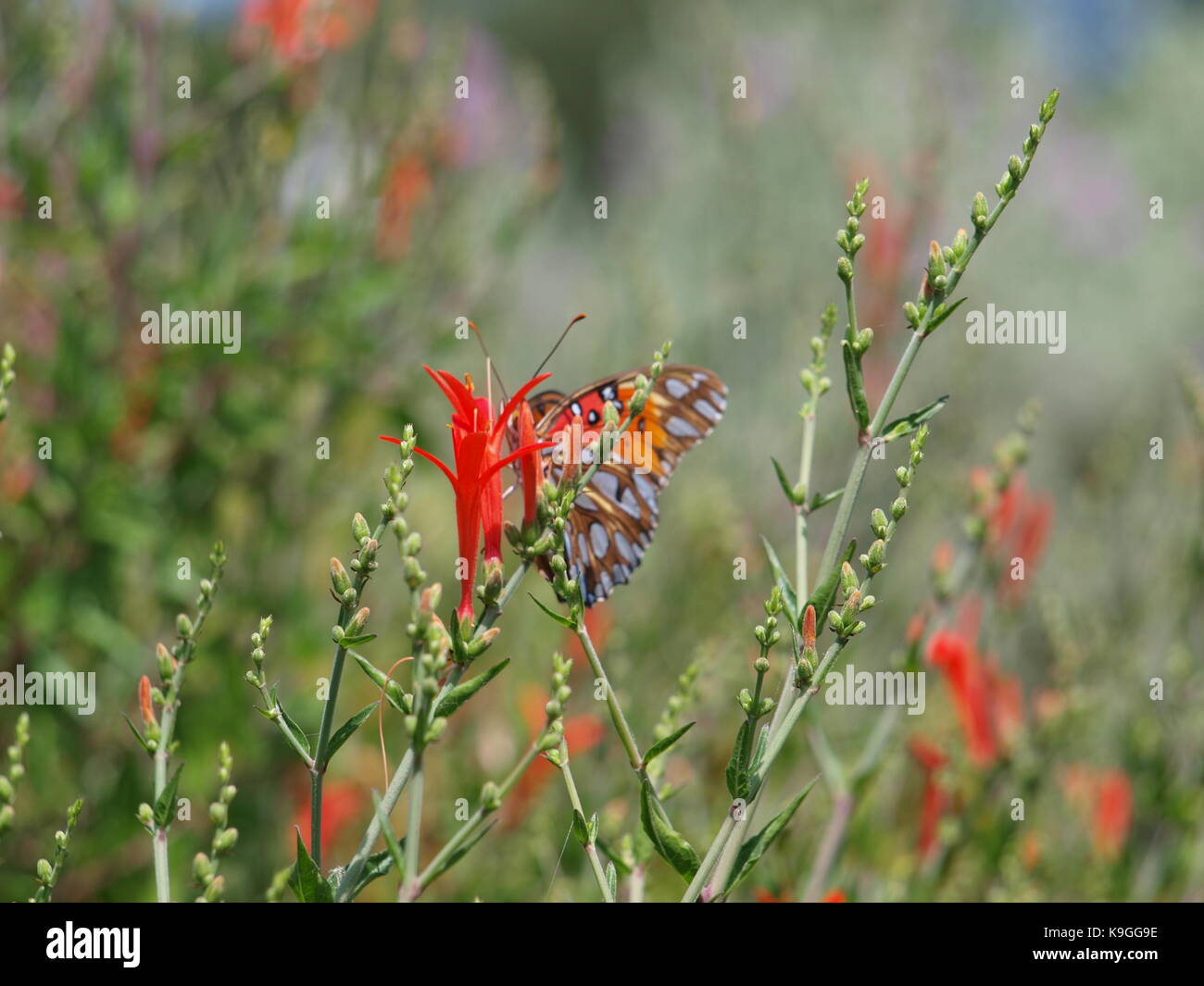 Texas Flower Bed in der Stunde fallen Beginnt Stockfoto