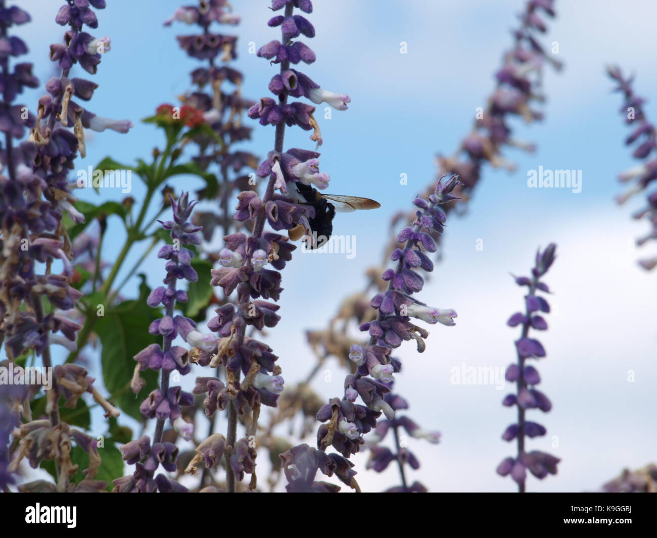 Texas Flower Bed in der Stunde fallen Beginnt Stockfoto