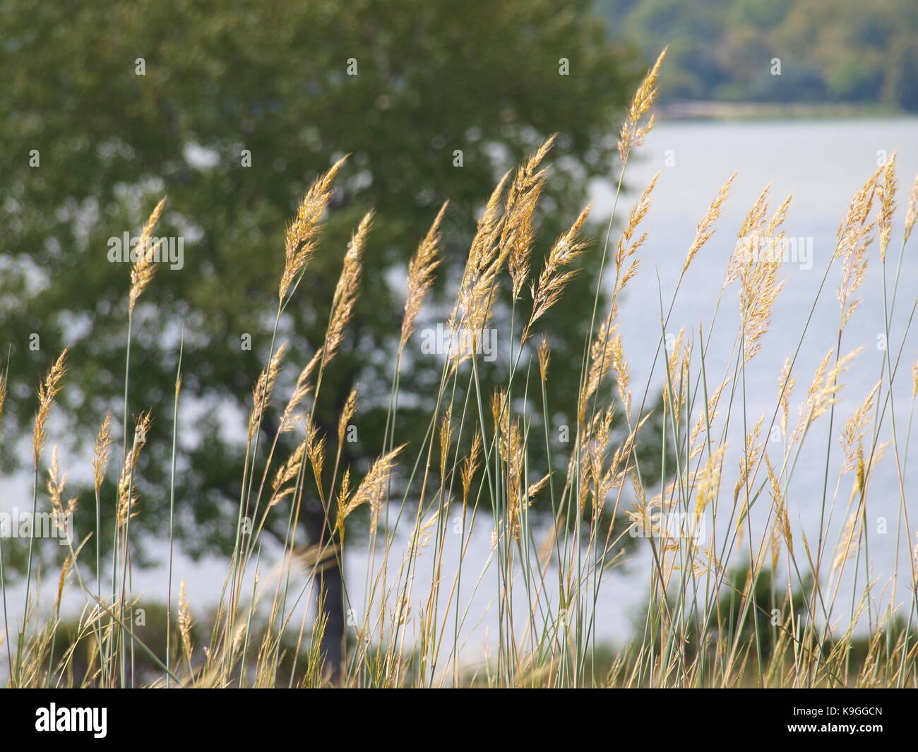 Texas Flower Bed in der Stunde fallen Beginnt Stockfoto