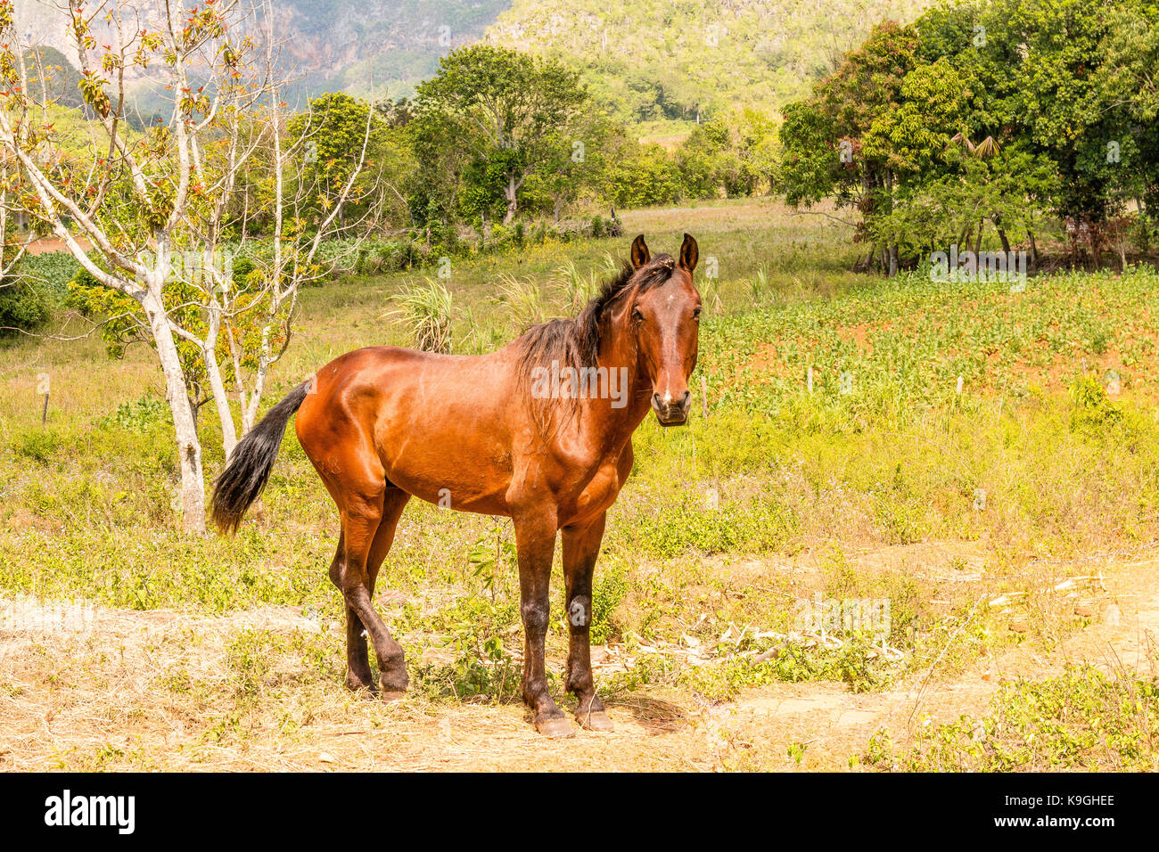 Pferde in einer Koppel, Tal von Vinales Pinar del Río, Kuba, Karibik Stockfoto