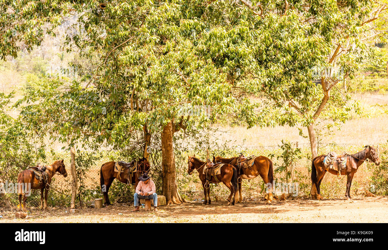 Pferde und Cowboy Unterschlupf unter einem Baum, die Hitze der Sonne zu entkommen, Tal von Vinales Pinar del Río, Kuba, Karibik Stockfoto