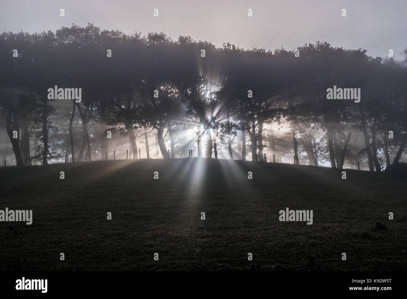 Sun shinning durch einen Wald an einem nebligen Tag Stockfoto