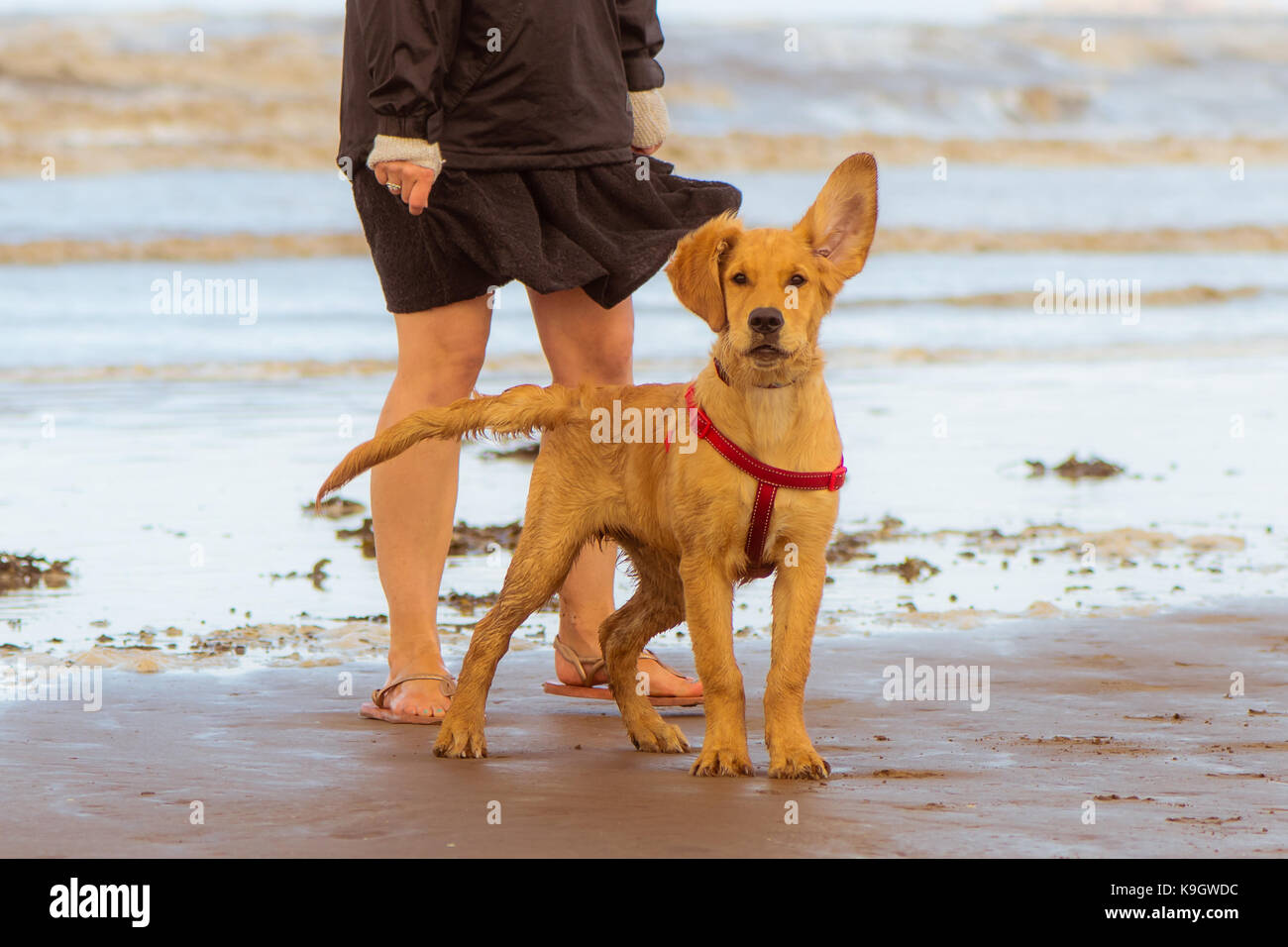 Golden Labrador Welpe am Strand mit Ohr angehoben. Vier Monate alten Hund genießen Freiheit durch die Küste an der britischen Küste Stockfoto