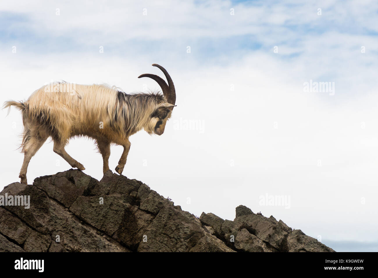 Männliche Wildschweine Bergziege zu Fuß auf den Felsen über dem Meer. Langhaarigen Billy Goat bei Brean in Somerset, Teil einer wilden Herde Stockfoto
