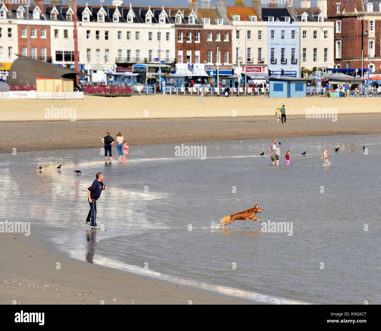 Ein Hund springt ins Meer, nachdem eine Kugel throwm durch die Eigentümer Weymouth Beach Dorset England UK Stockfoto