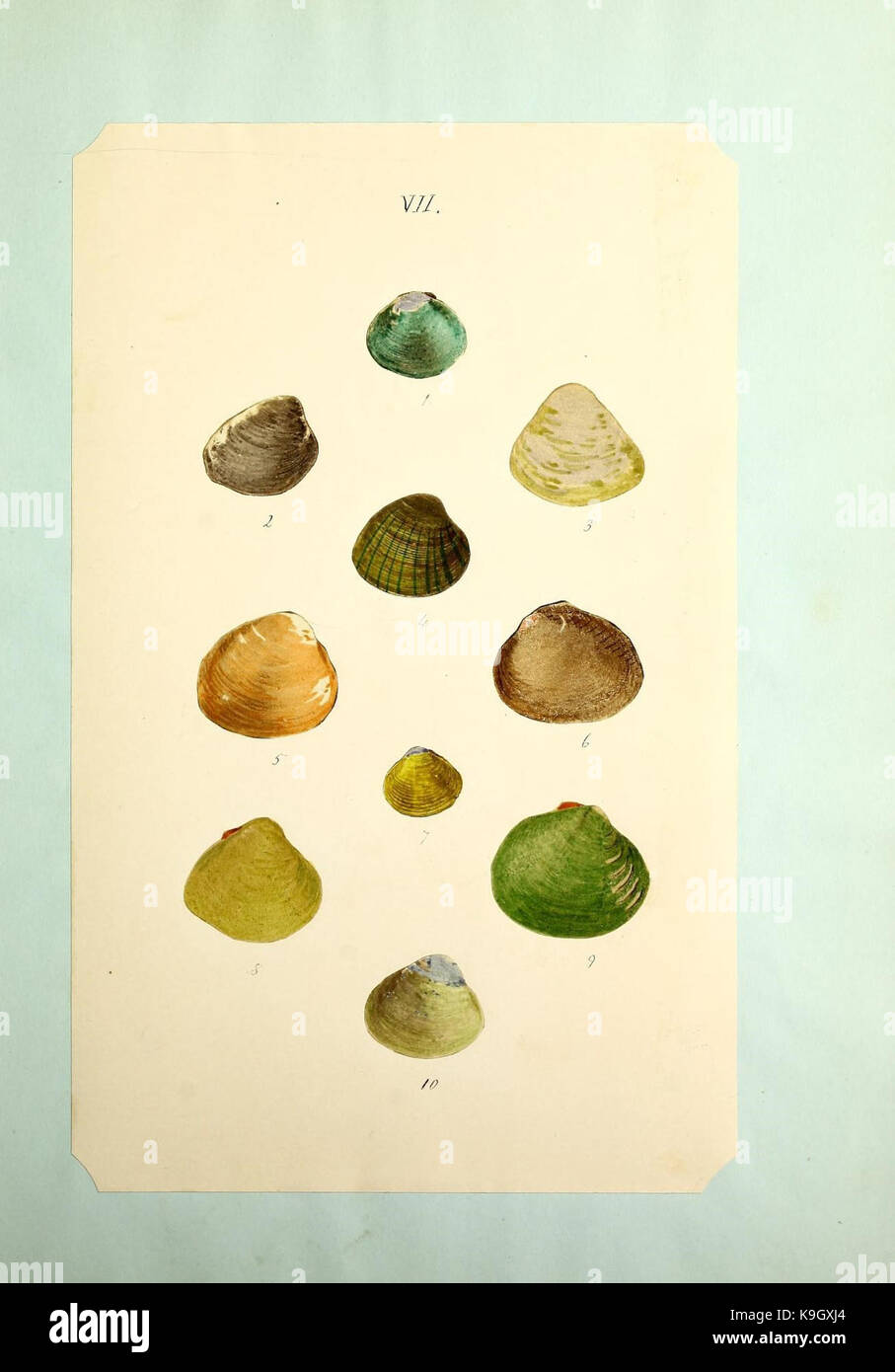 Fotografische conchology (PL. VII) (21085786423) Stockfoto