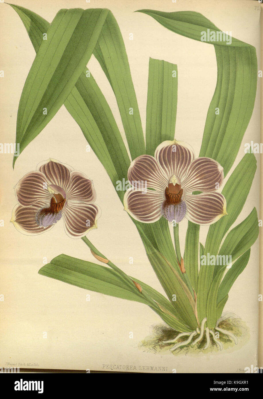 R. Warner & B.Sc. Williams die Orchid Album Band 02 Platte 057 (1883) Stockfoto