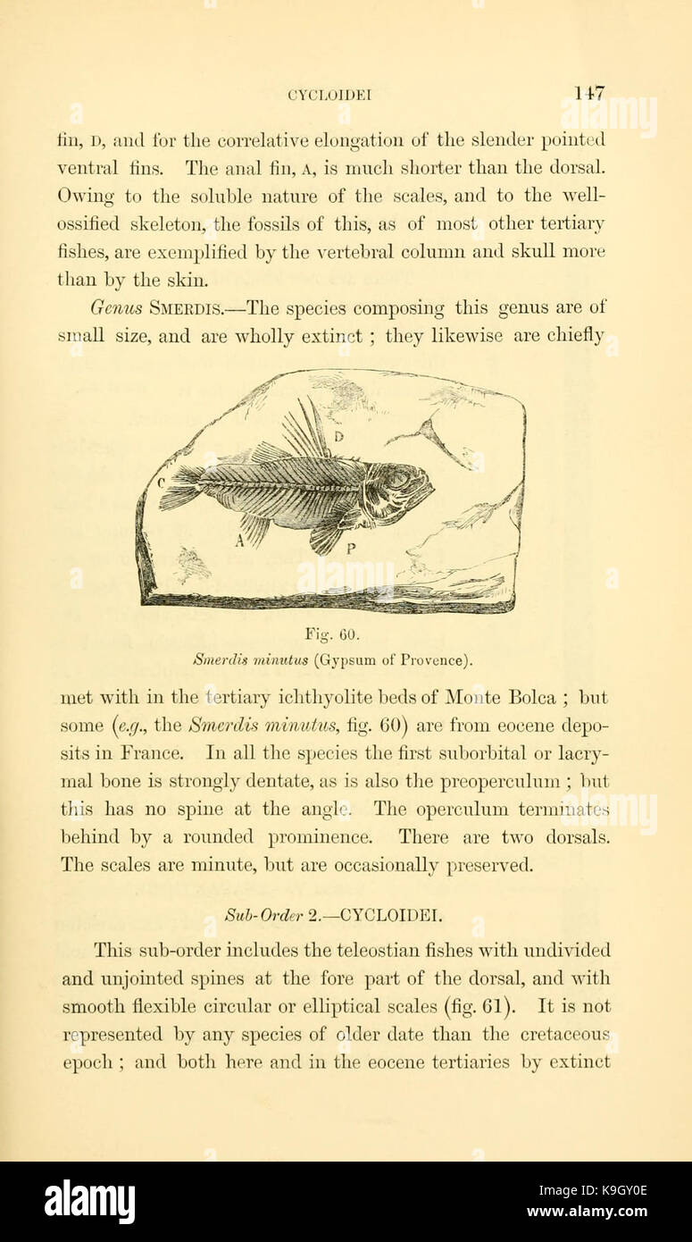 Paläontologie, oder, eine systematische Übersicht der ausgestorbenen Tiere und ihre geologischen Beziehungen (Seite 147) BHL 13779813 Stockfoto