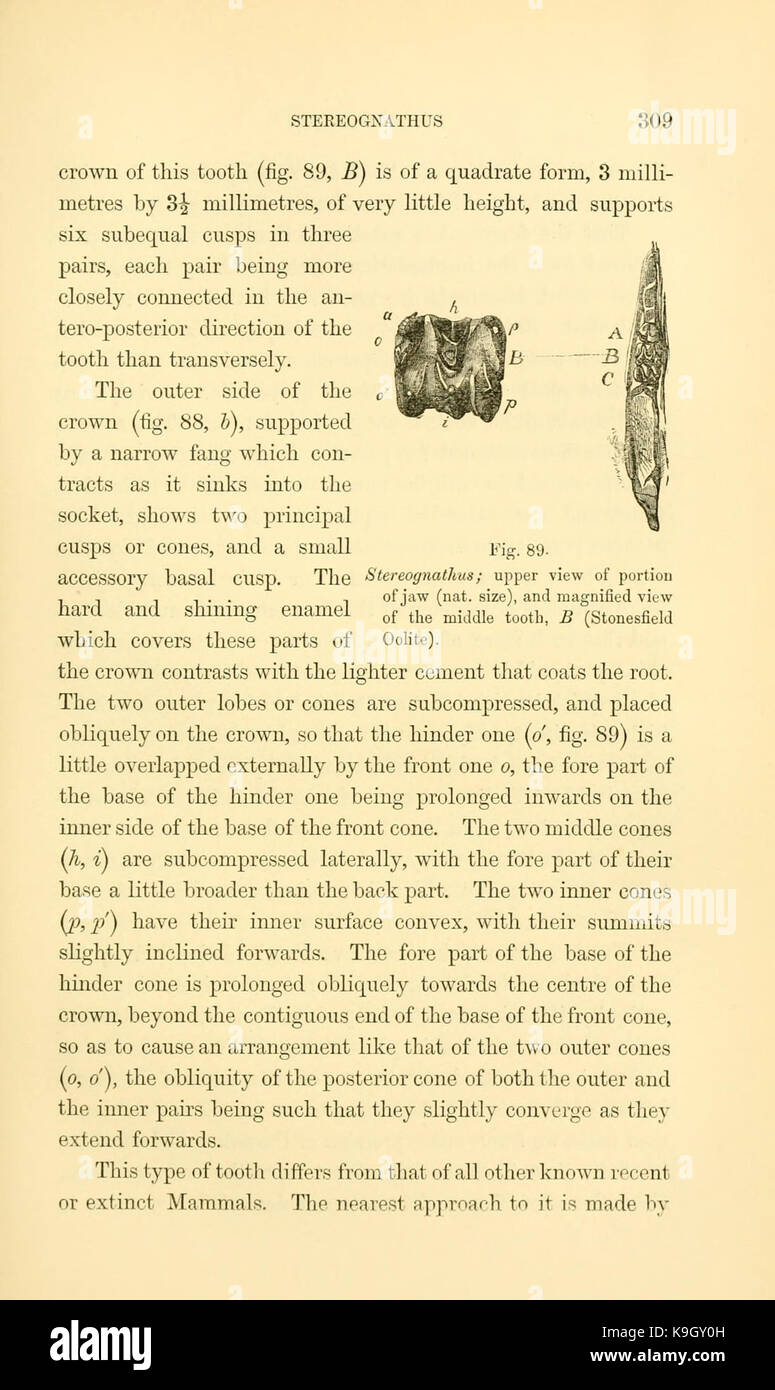 Paläontologie, oder, eine systematische Übersicht der ausgestorbenen Tiere und ihre geologischen Beziehungen (Seite 309) BHL 13779975 Stockfoto