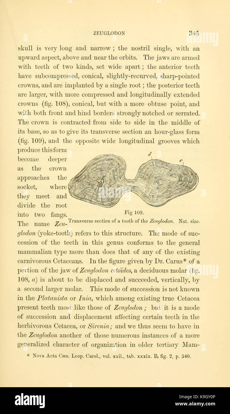 Paläontologie, oder, eine systematische Übersicht der ausgestorbenen Tiere und ihre geologischen Beziehungen (Seite 345) BHL 13780011 Stockfoto