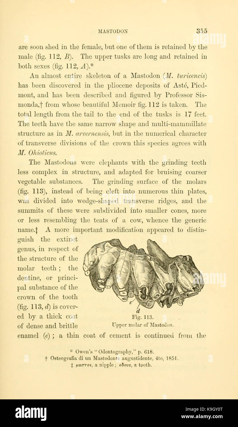 Paläontologie, oder, eine systematische Übersicht der ausgestorbenen Tiere und ihre geologischen Beziehungen (Seite 355) BHL 13780021 Stockfoto