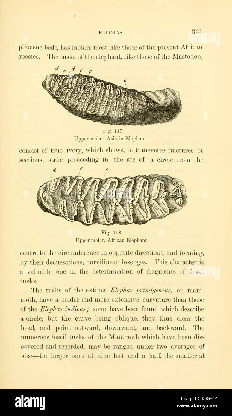 Paläontologie, oder, eine systematische Übersicht der ausgestorbenen Tiere und ihre geologischen Beziehungen (Seite 361) BHL 13780027 Stockfoto
