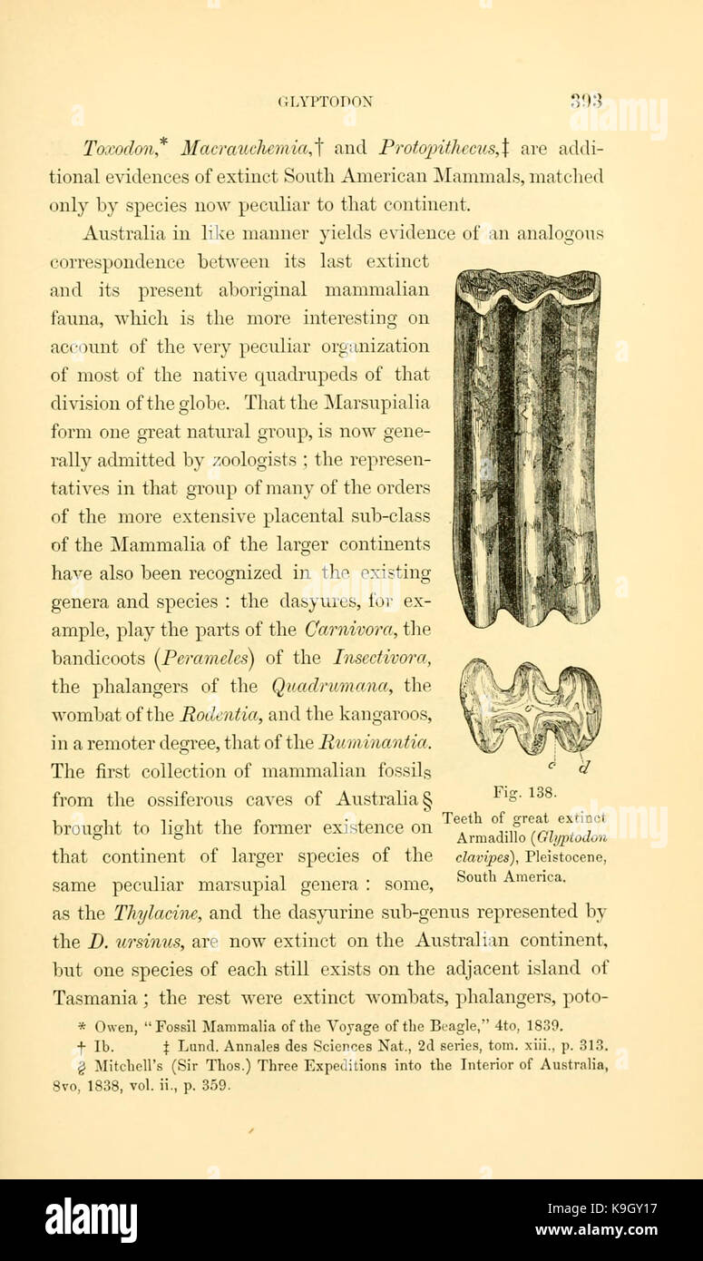 Paläontologie, oder, eine systematische Übersicht der ausgestorbenen Tiere und ihre geologischen Beziehungen (Seite 393) BHL 13780059 Stockfoto