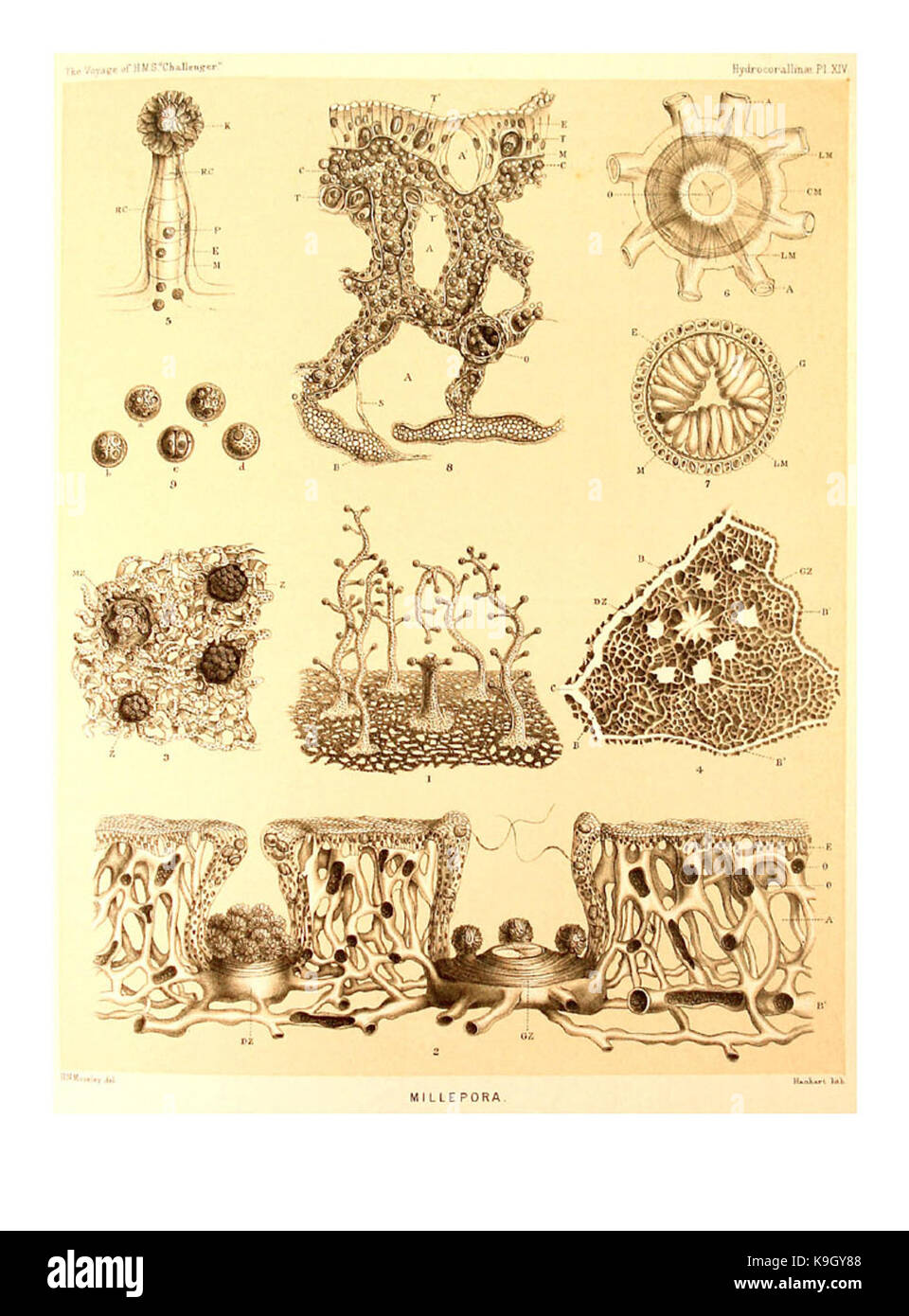 Platte XIV Bericht über bestimmte Hydroid, alcyonarian Madreporarian Korallen beschafft, und während der Reise der H.M.S. Challenger Stockfoto