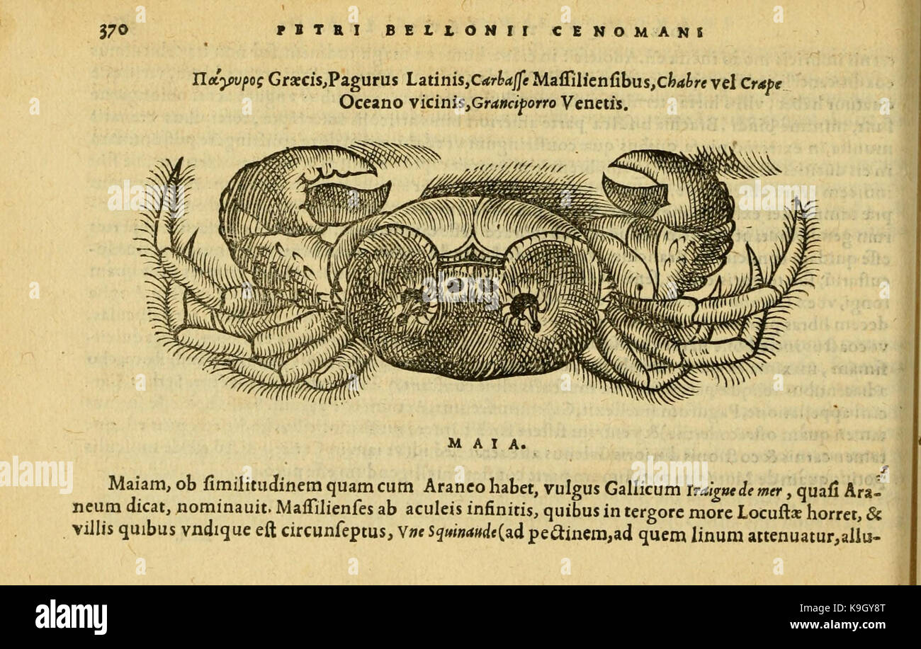 Petri Bellonii Cenomani De aquatilibus (Seite 370, Abb. 149) BHL 4770514 Stockfoto