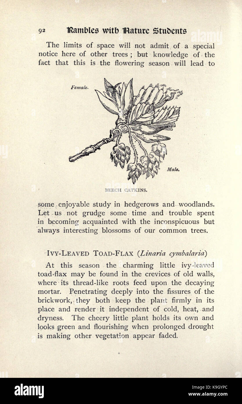 Wanderungen mit der Natur Studenten (Seite 92) BHL 17015245 Stockfoto