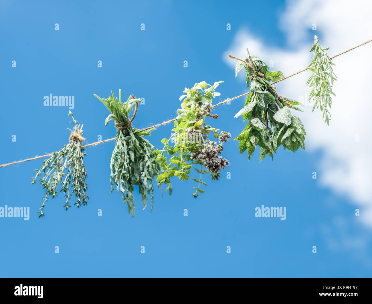 Bundles aromatisierte Kräuter Trocknen an der frischen Luft. Himmel Hintergrund. Stockfoto